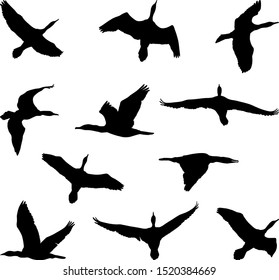 cormorant silhouettes, flying birds - vector illustration