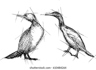 Cormorant  Vector Pen Drawing