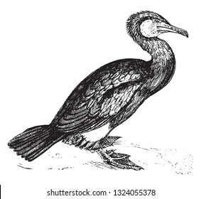 Cormorant, vintage engraved illustration. 
