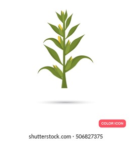 Corn agriculture crop. Color flat icon