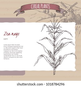 Corn aka Maize or Zea mays sketch with field landscape. Cereal plants collection. Great for bakery, agriculture, farming design.