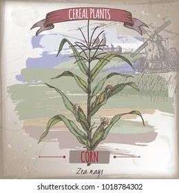 Corn aka Maize or Zea mays color sketch with field landscape. Cereal plants collection. Great for bakery, agriculture, farming design.