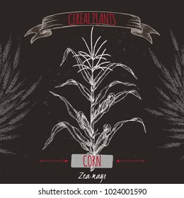 Corn aka Maize or Zea mays sketch on black. Cereal plants collection. Great for bakery, agriculture, farming design.