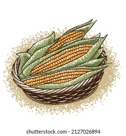Corn in the basket. Vector illustration