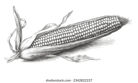 Corn black and white drawing on white background vector