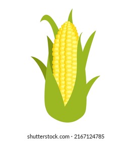 Corn Brazil. Vector illustration. Flat style