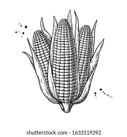 Corn bunch hand drawn vector illustration. Isolated maize sketch. Vegetable engraved style object. Detailed vegetarian food drawing. Farm market product. Great for menu, label, icon