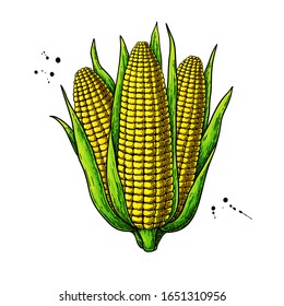 Corn bunch hand drawn vector illustration. Isolated maize sketch. Vegetable object. Detailed vegetarian food drawing. Farm market product. Great for menu, label, icon