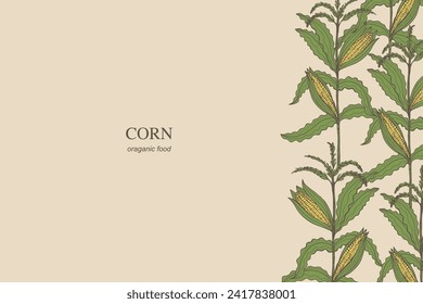 Corn card background hand drawn border template cornfield vector illustration. Banner backdrop with corn cobs kernels cereal plant branch. Agricultural crop, harvesting, food, maize field, sweet corn 