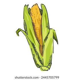 Corn cartoon, Corn On the cob Icon Illustration. Maize Vector drawing Design Clip Art Sign Comic Style