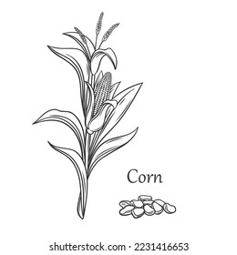 Corn cereal crop outline icon vector illustration. Line hand sketch of maize cobs of sweetcorn with husk and leaf growing on organic plant, healthy kernels of farmers vegetable and Corn text