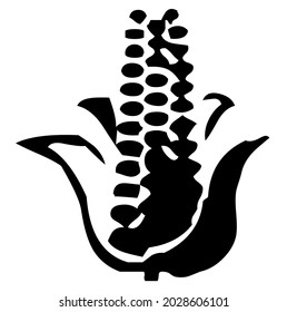 Corn class, vegetable, plant, food, vector, illustration in black and white color, isolated on white background 