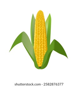 Corn clip art. Corn cob on white background. Vector realistic illustration