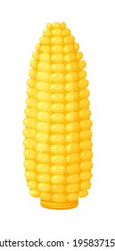Corn cob agriculture meal harvesting on white background