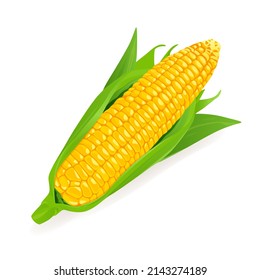 Corn cob.  Corncob natural meal. Ripe Maize. Product for cooking popcorn.   Isolated white background. EPS10 vector illustration.