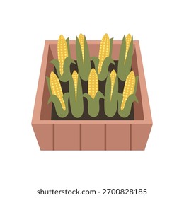 Corn cob display in box. Corn Cobs Harvest Collection in Wooden Crate. Organic Carrots in Rustic Wooden Box.