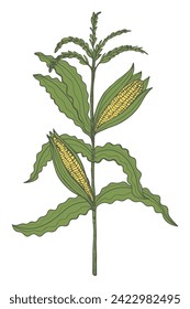 Corn cob engraved vintage hand drawn flat vector illustration. Sweet ear corn plant botanical sketch, grain harvest, oil, healthy food. Design for label, template, card, wrapping, logo, flyer, print