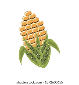 corn cob grain nature diet nutrition vector illustration