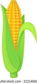 Corn cob in green leaves. Cartoon maize crop isolated on white background