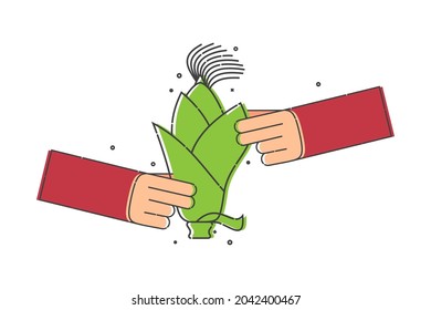 Corn cob in green leaves in human hand on white background. Cleaning corn corps from leaves. Organic vegetable for eating. Line art style. Vector outline image for the design of restaurants and cafes.