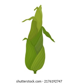 Corn cob green young cartoon. Corn fruit with leaves, unpeeled.