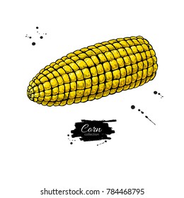 Corn cob hand drawn vector illustration.  Detailed vegetarian food drawing. Farm market product. Great for menu, label, icon. Isolated Vegetable object.