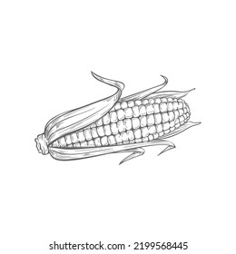 Corn cob isolated monochrome sketch. Vector corncob with corn kernels and green leaves, vegetarian food. Maize cereal grain, sweetcorn veggie, popcorn ingredient. Hand drawn baby corn closeup