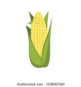 Corn cob isolated on white background. Vector graphics