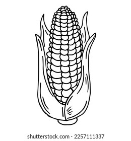 Corn cob isolated on white background. Organic healthy food. Vector hand-drawn illustration in doodle style. Perfect for cards, logo, decorations, recipes, various designs.