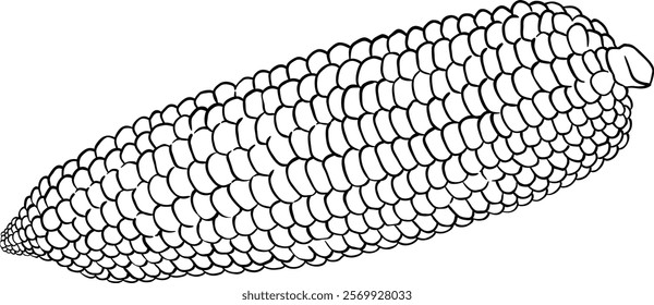 corn cob isolated outline illustration