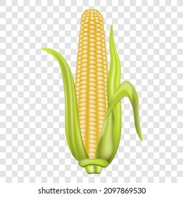 Corn cob, isolated vector illustration.