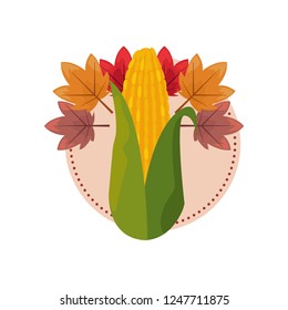 corn cob leaves foliage on white background