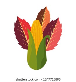 corn cob leaves foliage on white background