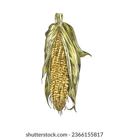 Corn cob with leaves isolated hand drawn vector illustration. Maize vintage color sketch. Symbol of harvest, autumn, Thanksgiving. Engraved style drawing design.