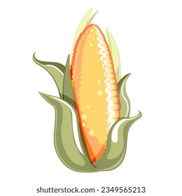 Corn cob with leaves. Sweet maize in husk. Flat vector illustration of sweetcorn isolated on white background