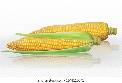 Corn cob on transparent as design element. Vector only mesh illustration