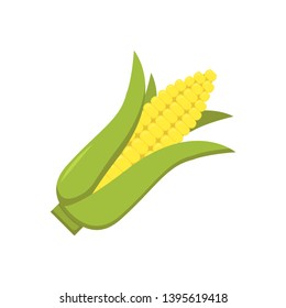 corn cob on white background in flat style