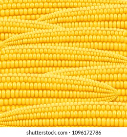 Corn cob. Organic food pattern. Corncob natural meal. Ripe Maize. Product for cooking popcorn. Healthy eating. Vegetable. Realistic foodstuff.  EPS10 vector illustration.