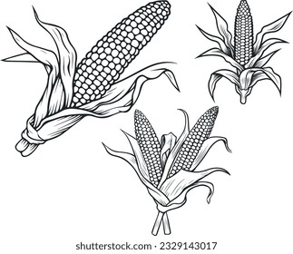 Corn cob in organic