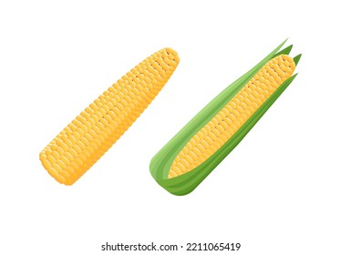 Corn cob realistic vector illustration. 
3d corn. Detailed maize. Isolated on white background