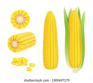 Corn Cob Realistic. Yellow Canned Fresh Corn Vegetables Harvest Sweetcorn Vector Template