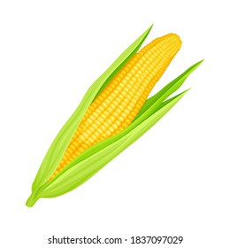 Corn Cob Ripe Vegetable as Organic Food Vector Illustration