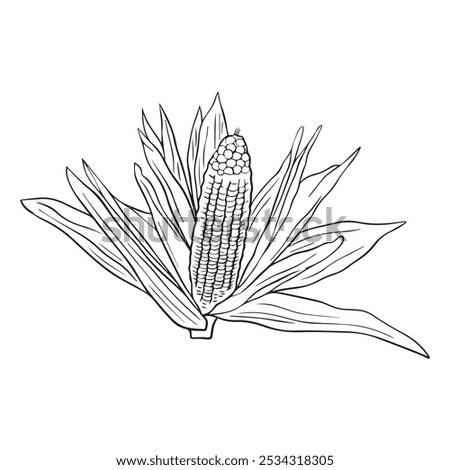 Corn cob sketch obsolete style hand drawn vector illustration