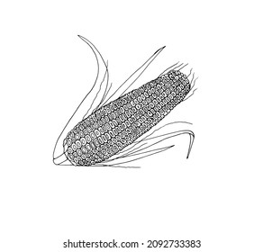 A corn cob in the style of doodles. Black and white vector sketch of an agricultural plant maize.