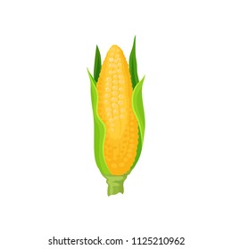 Corn cob, sweet corn with leaves, fresh organic vegetable vector Illustration on a white background