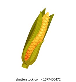 Corn Cob as Thanksgiving Feast Symbol Vector Illustration