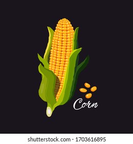 Corn cob. Corn vector design illustration.