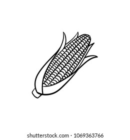 Corn cob vector hand drawn outline doodle icon. Ears of sweet corn vector sketch illustration for print, web, mobile and infographics isolated on white background.