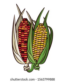 corn cob vegetable thanksgiving icon vector illustration design