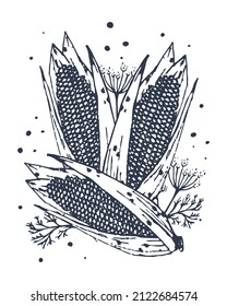 Corn cobs. Against the background of a branch of dill. Hand drawn in vintage style. Flat vector illustration. EPS10